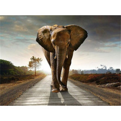 Elefant auf der Straße- Von 20,28 €