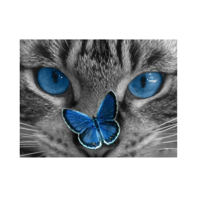 blaue Schmetterlingskatze- Von 20,28 €