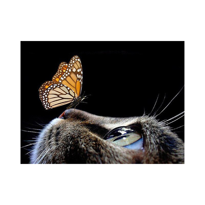 braune Schmetterlingskatze Nase- Von 20,28 €