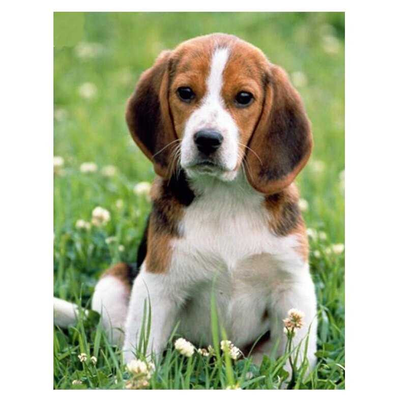 Baby Haustier Hund- Von 15,59 €