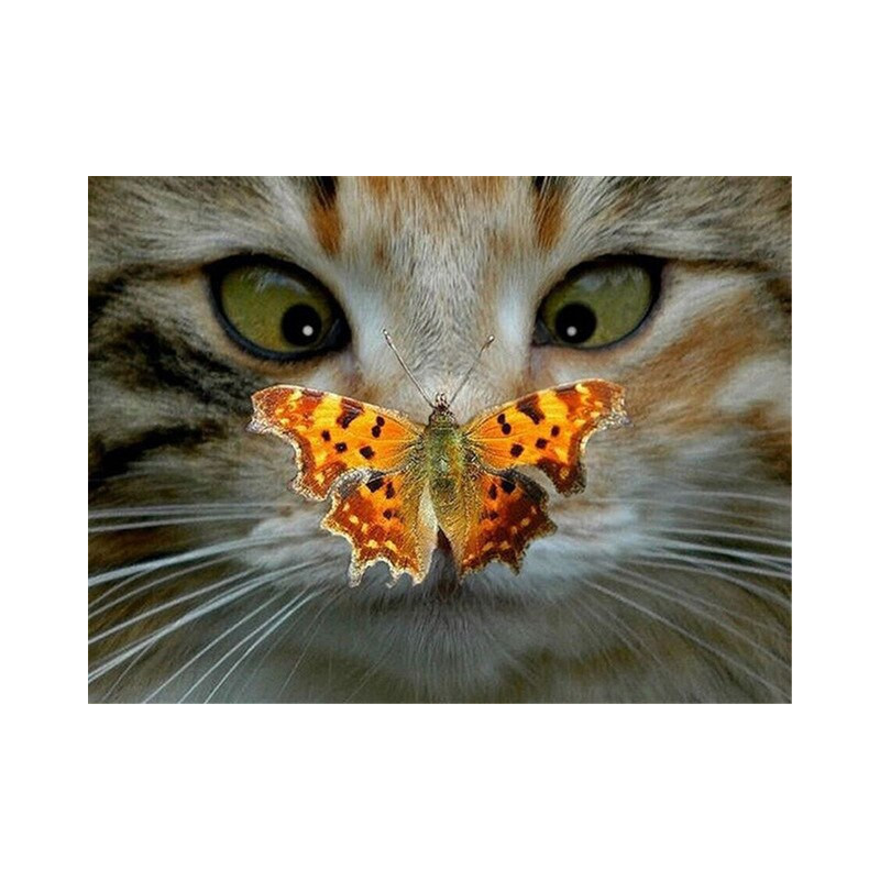 Katze blinzelt auf einen Schmetterling- Von 20,28 €