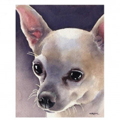 Chihuahua- Von 45,48 €