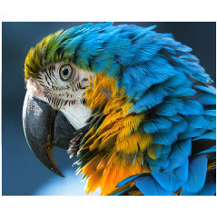 Papagei blau grün gelb- Von 25,08 €