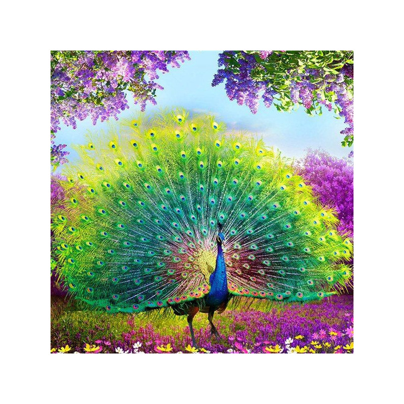Peacock P-Serie- Von 21,59 €