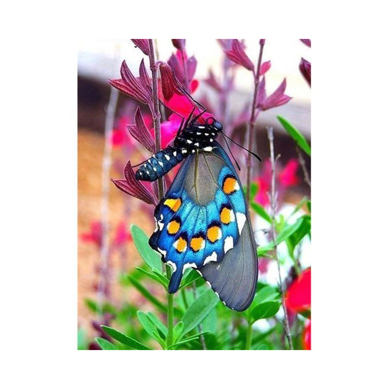 Blumen und Schmetterling 3D Farbe C- Von 16,90 €