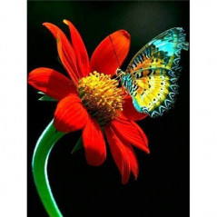 Blumen und Schmetterling 3D Farbe N- Von 16,90 €